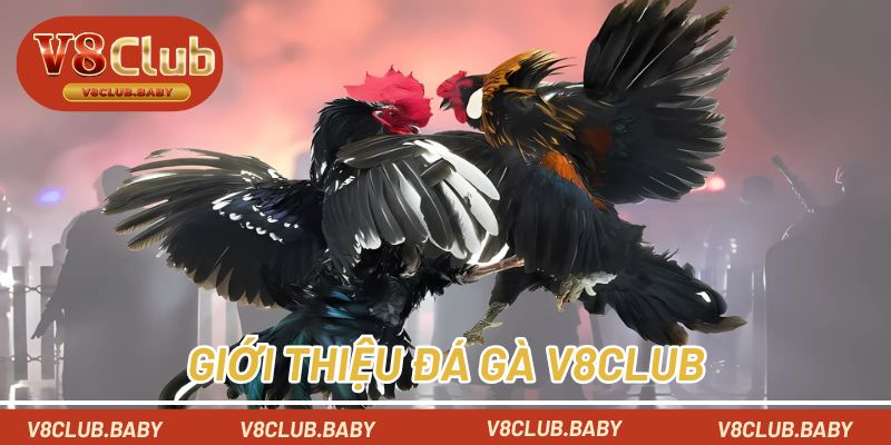 Giới thiệu đá gà V8CLUB cho khách hàng