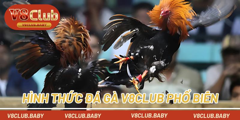 Hình thức chọi kê phổ biến