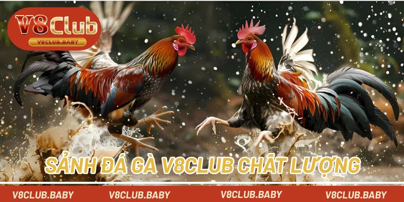 Sảnh đá gà chất lượng tại V8CLUB