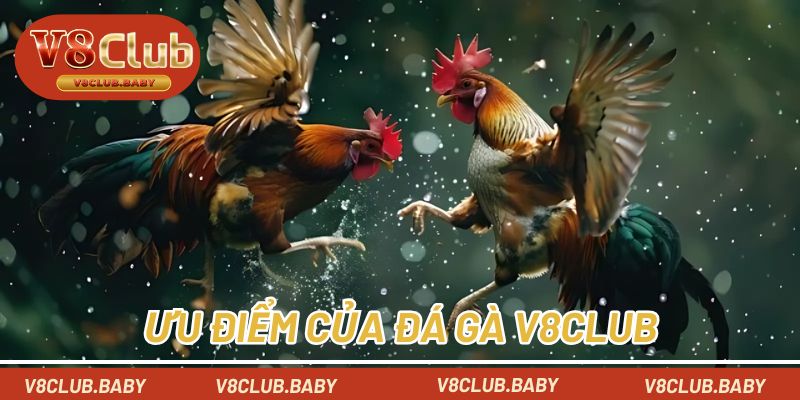 Ưu điểm của danh mục đá gà